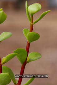 Image result for Portulacaria