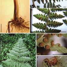 Image result for Hypolepis sparsisora