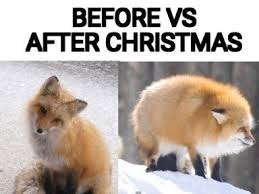 Relationship Adjourn Cute Animal Memes Cute Funny Animals Funny Fox