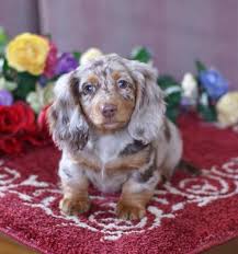 Black and tan dachshund, long haired we are dedicated to breeding the best dachshund puppies. Mgm Dachshunds Past Sold Puppies Dachshund Breeder Dachshund Puppies For Sale Dachshund Puppies For Sale Dachshund Puppies Dachshund Breeders