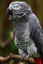 Grey Bird With Red Neck Pin By Agnes Nyisztor On Parrots African Grey Parrot Cute Birds Pet Birds