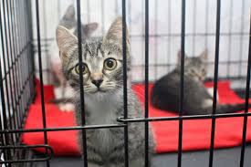 Is everyone you live with accepting of foster animals? Ready Set Foster A Cat Feline Foster