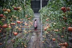 China's Epic Race to Avoid a Food Crisis