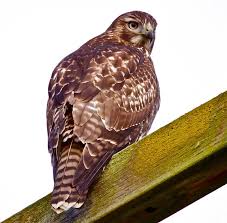 Provand and was first published in country life magazine in the year 1936. The Red Tailed Hawk Why Are They So Common Buffalo Bill Center Of The West
