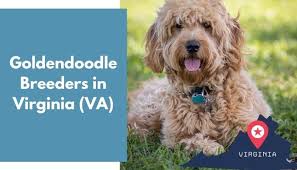 Mini goldendoodles are cuddly, very loving, and smart. 26 Goldendoodle Breeders In Virginia Va Goldendoodle Puppies For Sale Animalfate