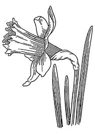 Malvorlage Wilde Osterglocke Ausmalbild 22327 Blumen Skizzen Malvorlagen Blumen Blumenzeichnung