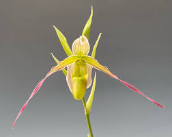 Image result for Dipcadi longifolium