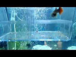 Lepites Canli Dogum Check More At Https Akvaryumbilgi Net Lepites Canli Dogum Doga Atlar