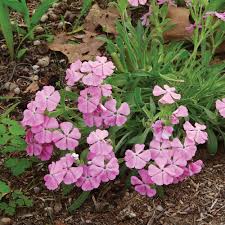 Image result for Silene abyssinica