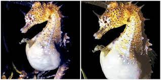 Kuda laut merupakan lambang spesies bagi konservasi laut dan membantu melindungi habitat tempat mereka ditemukan (bakau, terumbu karang, estuari jangan membeli kuda laut untuk dijadikan hewan peliharaan yang diperoleh dari alam liar, dan jangan membeli suvenir atau produk lain yang. Video Detik Detik Kuda Laut Jantan Melahirkan 2000 Bayi Merdeka Com