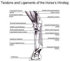 Bowed tendon, stretched tendon or stretched ligament are colloquial terms used for many decades by lay horsemen that have transferred into the veterinary dialog about injuries to the horse's leg, but their descriptive terminology doesn't do justice to the pathology that is at hand. Pin On Horse Stuff