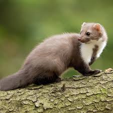 Fouine | Zoologiste.com