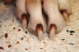 Dog nail infection home remedy sales