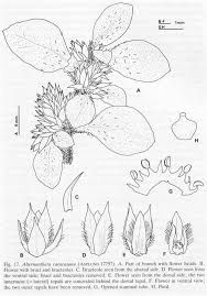 Image result for Alternanthera caracasana