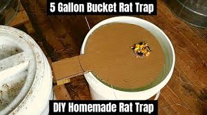Bucket mouse trap shawn puts together a giant mouse trap using a 5 gal bucket, a. 5 Gallon Bucket Rat Trap Diy Homemade Rat Trap Youtube