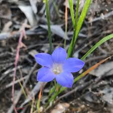 Image result for Wahlenbergia banksiana