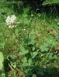 Image result for Trifolium wentzelianum