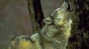 If only if only the woodpecker sighs holes. If Only If Only Youtube