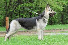 Find your new companion at nextdaypets.com. East European Shepherd Puppies For Sale From Reputable Dog Breeders