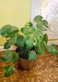 How To Care For The Split Leaf Philodendron Philodendron Pertussum Monstera Deliciosa With Growing Instructions And Philodendron Plant Plants Indoor Garden