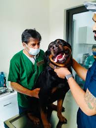 We will continue to provide medical care for your pet as well as limiting human contact to keep our staff and clients protected. The Best Pet Care Veterinary Clinics In Gurgaon All About Care
