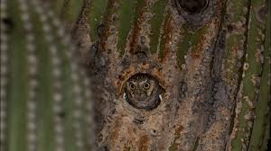 The elf owl is one that is able to live in the desert and they are found out there with the cactus. Eleven Awesome Owls From Around The World