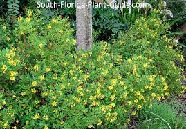 Successful flower gardening in the south means growing plants that can take the intense heat and humidity. Thryallis