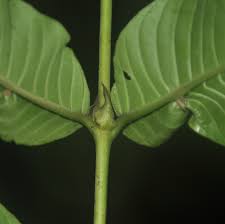 Image result for Pauridiantha