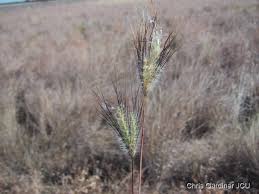 Image result for Dichanthium
