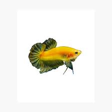 It's really difficult to see red and yellow patches in the same betta. Yellow Betta Fish Poster By Kalnicshop Redbubble