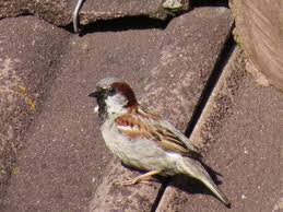 Die sonne brütet über dem land. Der Spatz Baltrum Online De