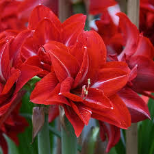 Image result for Hippeastrum