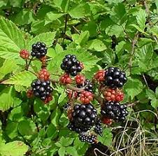 Image result for Rubus kirungensis