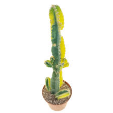 Image result for Senecio forbesii