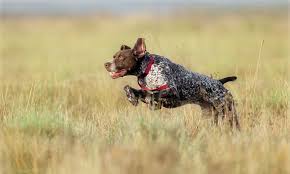Watch this dachshund wag his tail happily as he enjoys. 10 Popular Hunting Dog Breeds And How To Pick The Right One Mossy Oak