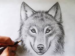 Dessin De Loup Au Crayon Simple Idee Pour Apprendre A Dessiner Par Etape Un Animal Tete De Loup Dessin Dessin De Loup Comment Dessiner Un Loup