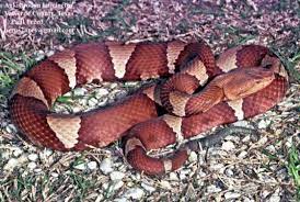 We did not find results for: Agkistrodon Laticinctus The Reptile Database
