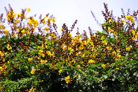 Image result for Peltophorum pterocarpum