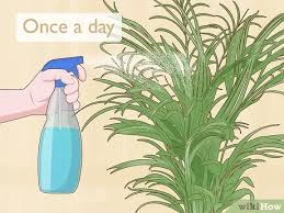 If older leaves are turning yellow, suspect spider mites. 3 Simple Ways To Care For An Areca Palm Wikihow