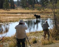 Wildlife watching