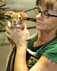 Baby Springhares Hop Into Zoo Berlin Zooborns Cute Baby Animals Animals Beautiful