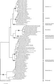 Image result for Andrachne ovalis