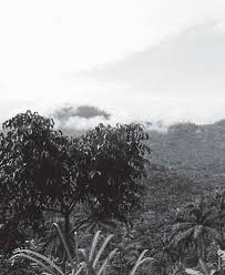 Image result for Pachylobus osika