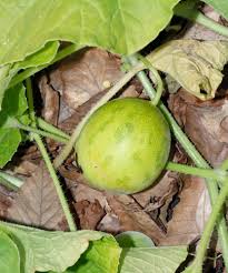 Image result for Cucumis engleri