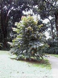 Image result for Maranthes