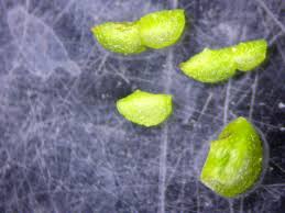 Image result for Wolffia