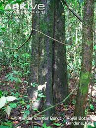 Image result for Diospyros crassiflora