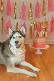 samardzija is 10 puppy birthday parties dog birthday dog birthday party