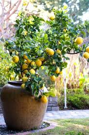 Indoor fruit trees are easy care … but most need to be placed by a sunny window to do their best. Discover Indoor Fruit Trees