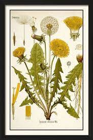 Anatomy Of A Dandelion Vintage Botanical Art 11 X 17 Botanical Illustration Vintage Plant Illustration Vintage Botanical Prints